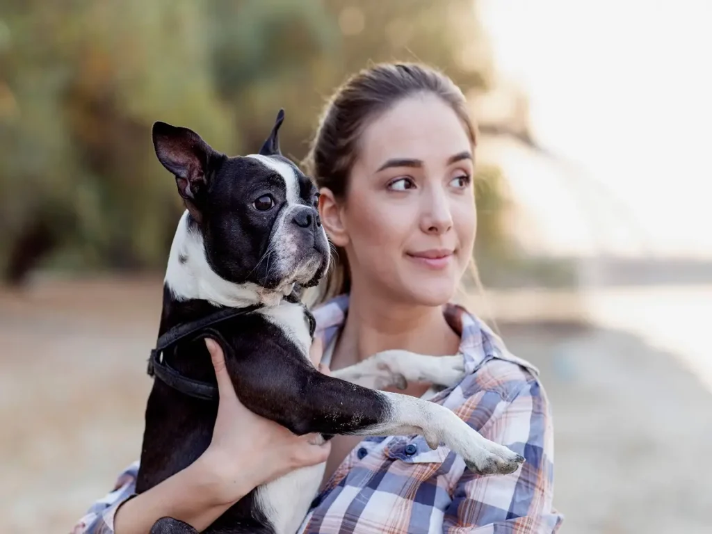 Boston Terriers Grooming Your Boston Terrier: