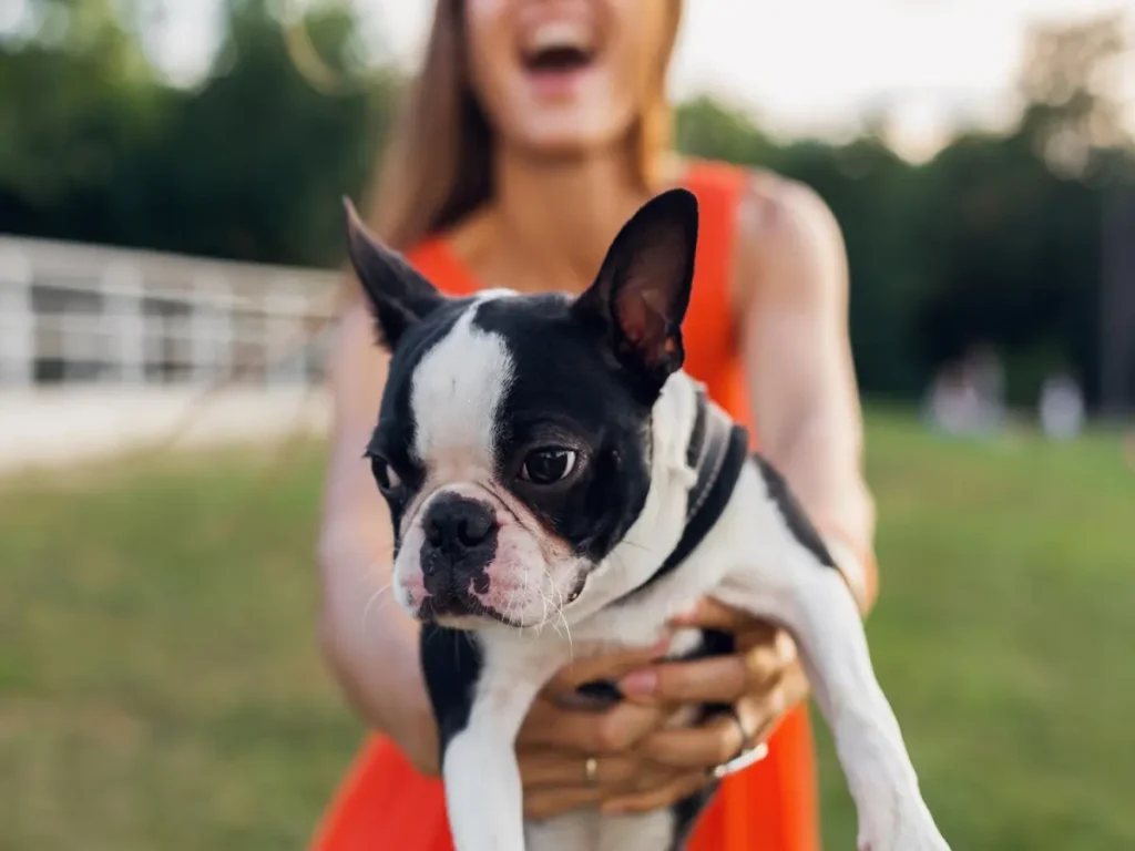 average-lifespan-of-boston-terriers (2) (1)