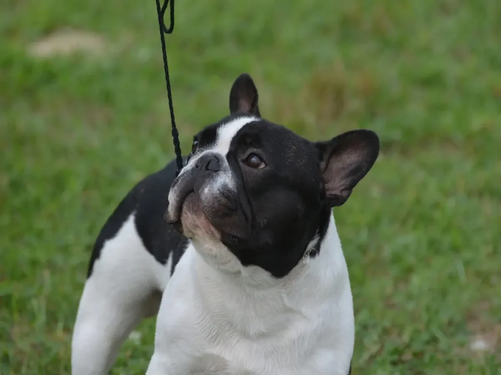 average-lifespan-of-boston-terriers (2)