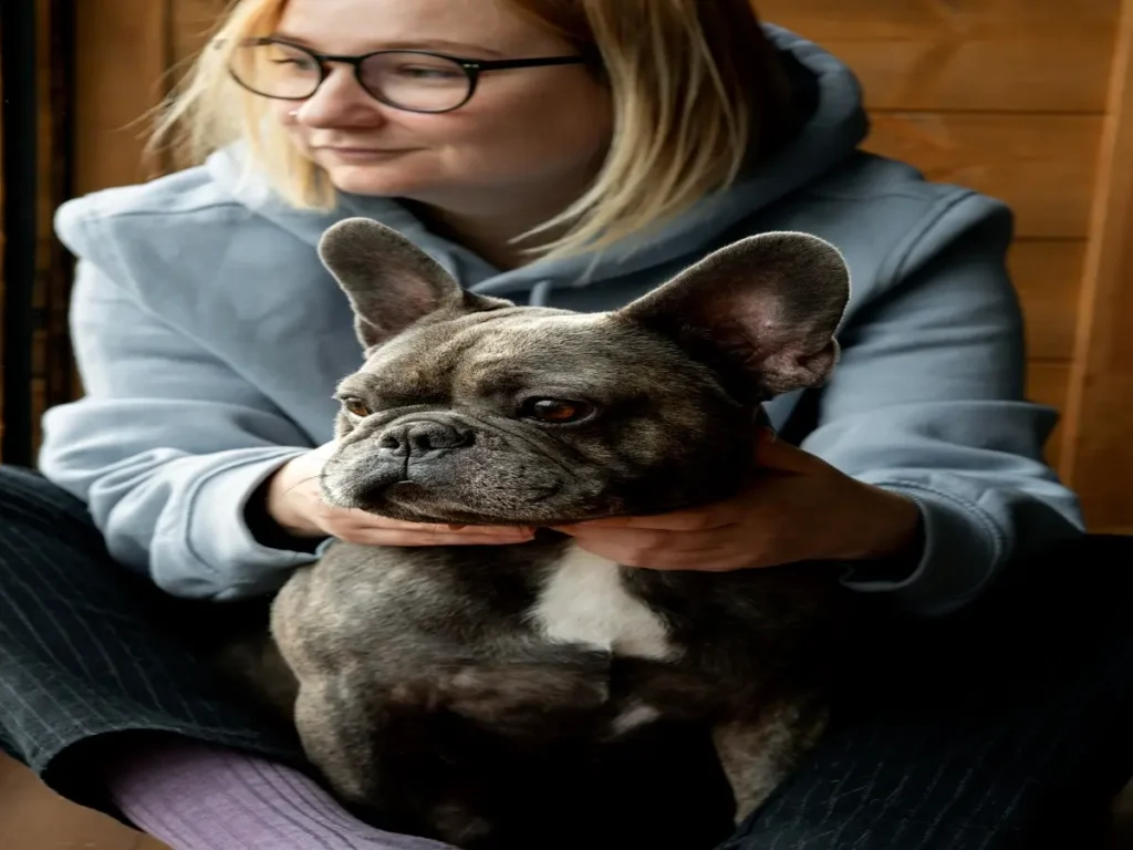 average-lifespan-of-boston-terriers (4)