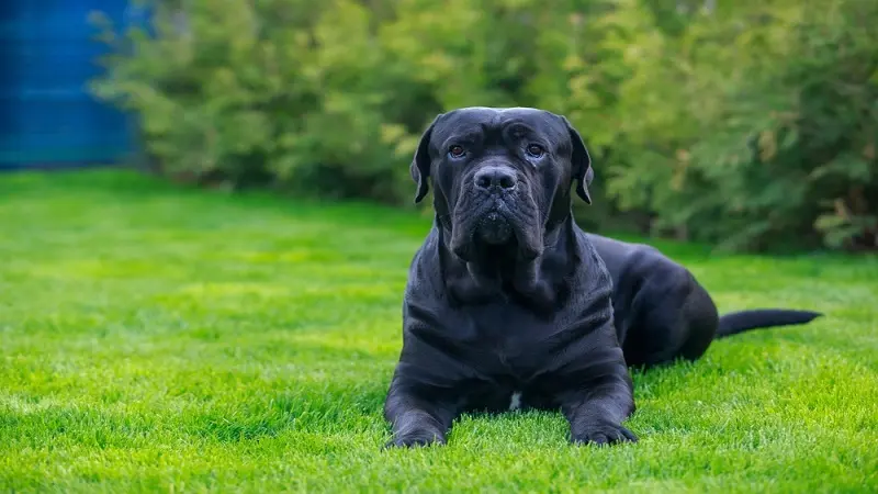 blue-cane-corso