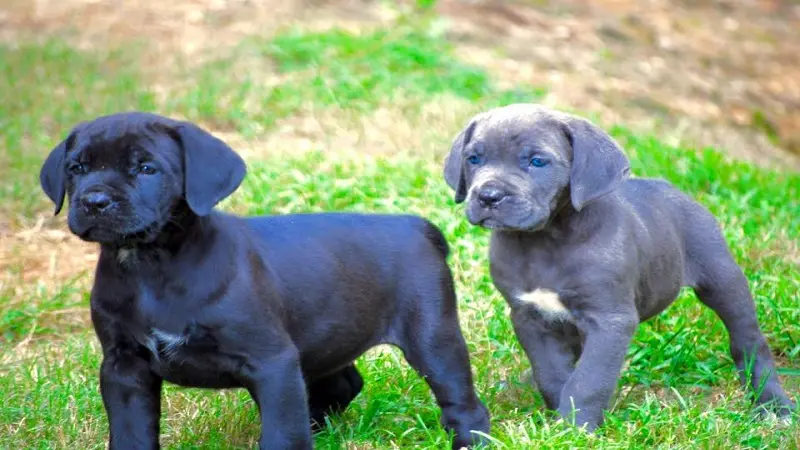 blue-cane-corso (2)