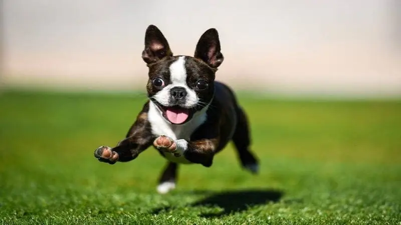 boston-terrier Grooming Your Boston Terrier: