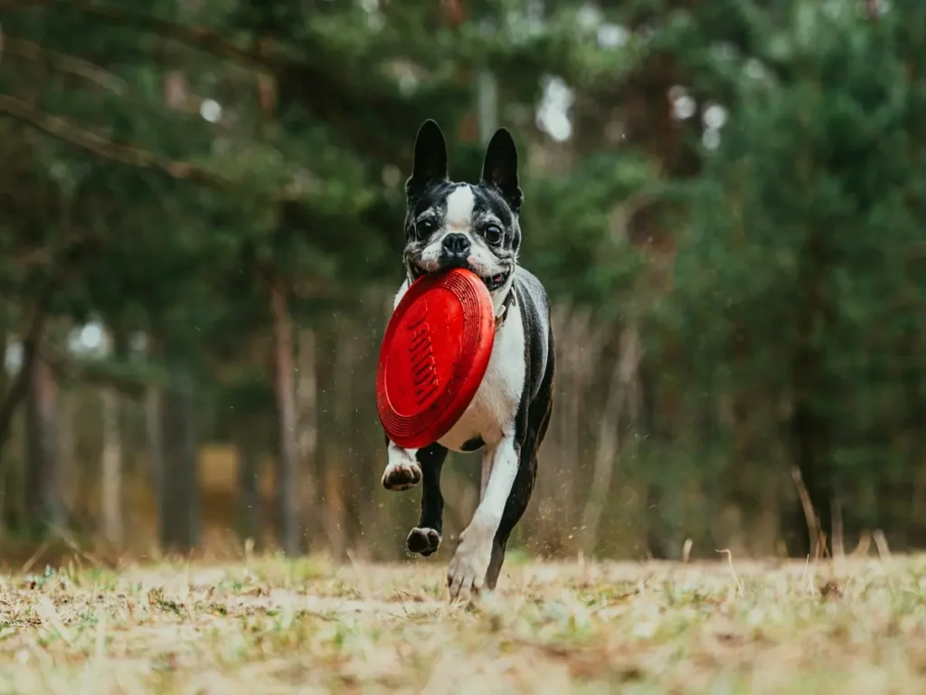 boston-terriers (2) Common Behavioral Issues and Solutions of Boston teriers: