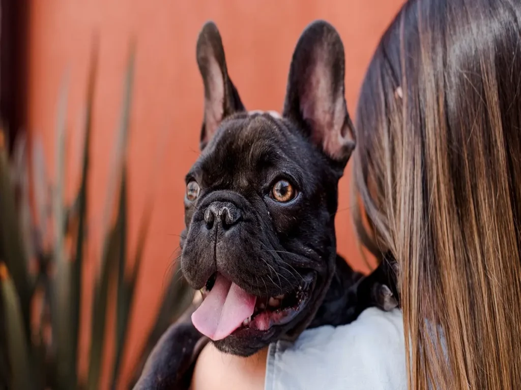 boston-terriers (3) Comprehensive Care Guide for Boston Terriers