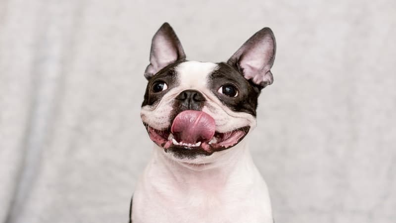 boston-terriers (5) (1) Boston Terriers' Health Issues and Concerns: