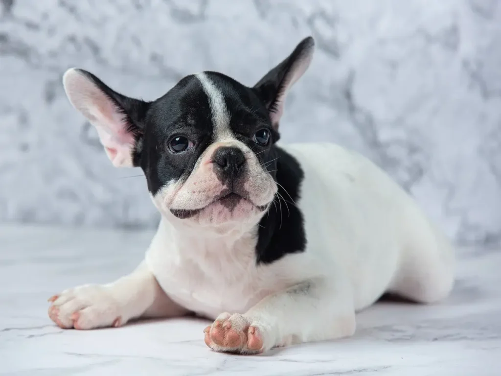 boston-terriers (6) Boston Terriers' Health Issues and Concerns