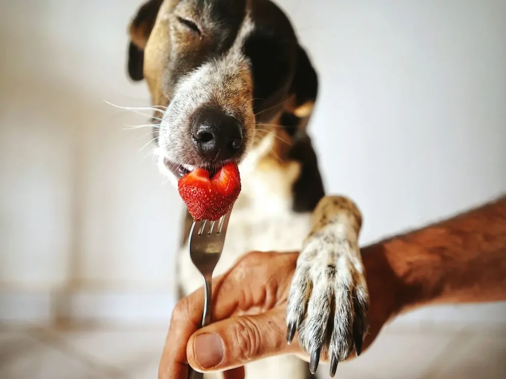 can-dogs-eat-mushrooms