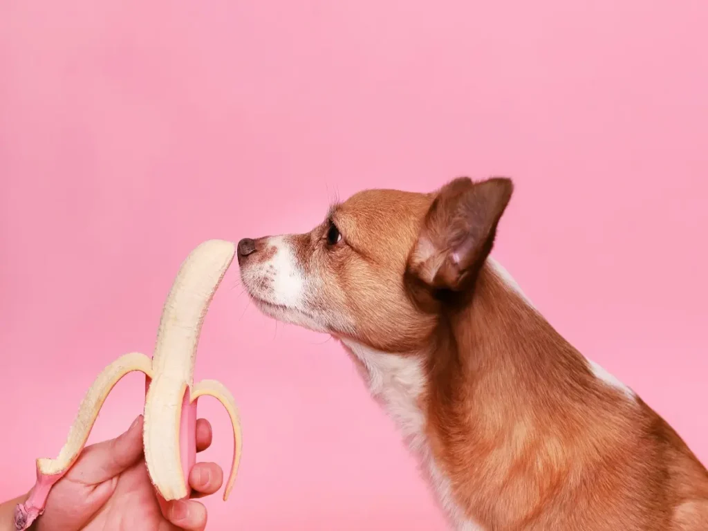 can-dogs-eat-mushrooms (3)