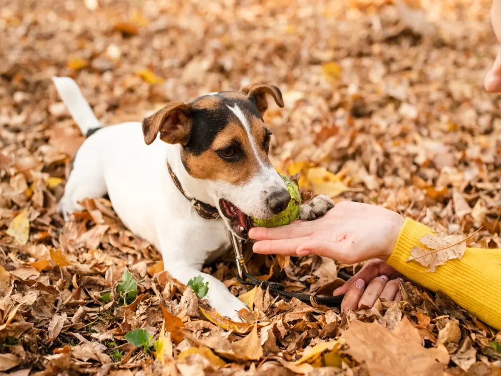can-dogs-eat-mushrooms (4)
