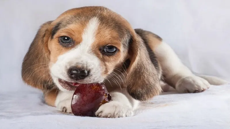 can-dogs-have-celery (3)