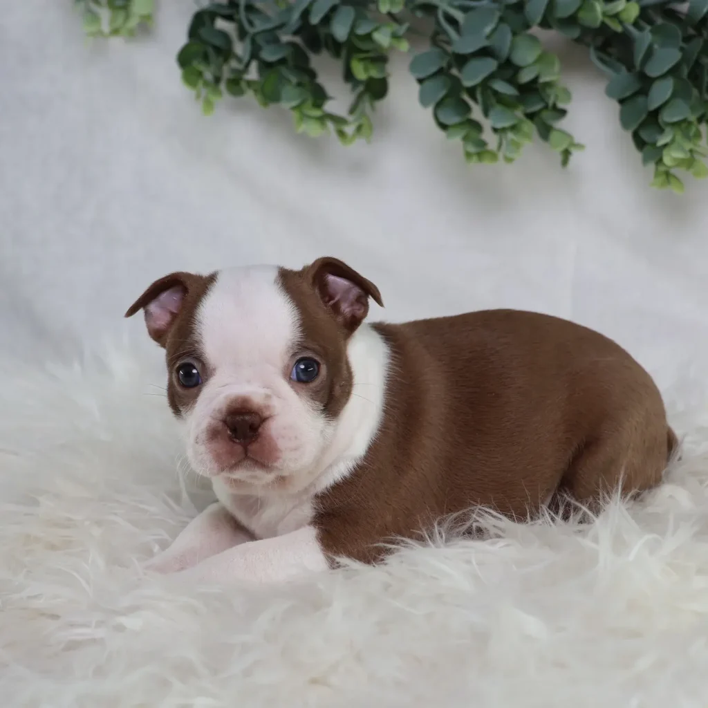 boston-terrier-puppies (1)