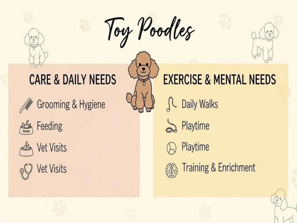 toy-poodle (3) (1) (1)