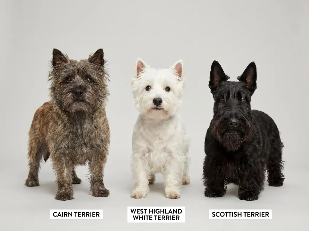 cairn-terrier-vs-westie-vs-scottish Cairn Terrier compared with Westie and Scottish Terrier
