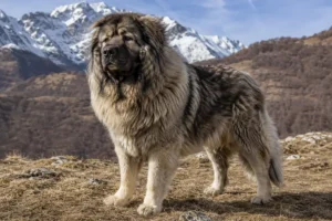Caucasian Shepherd giant fluffy dog standing in rugged mountain terrain with a thick coat, strong build, and alert guardian appearance.